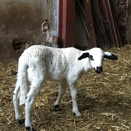 Casa-apartamento Madera Y Sol