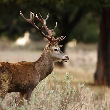 Casa-apartamento Madera Y Sol Country house