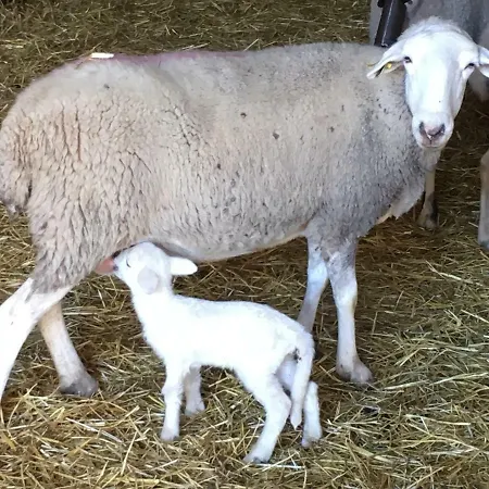 Casa-apartamento Madera Y Sol *