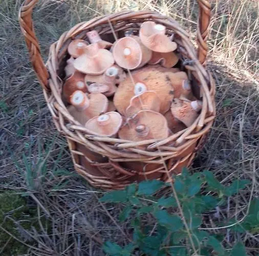 Casa-apartamento Madera Y Sol