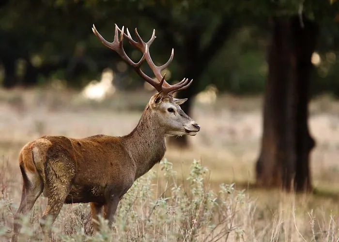 Casa-apartamento Madera Y Sol 컨트리하우스