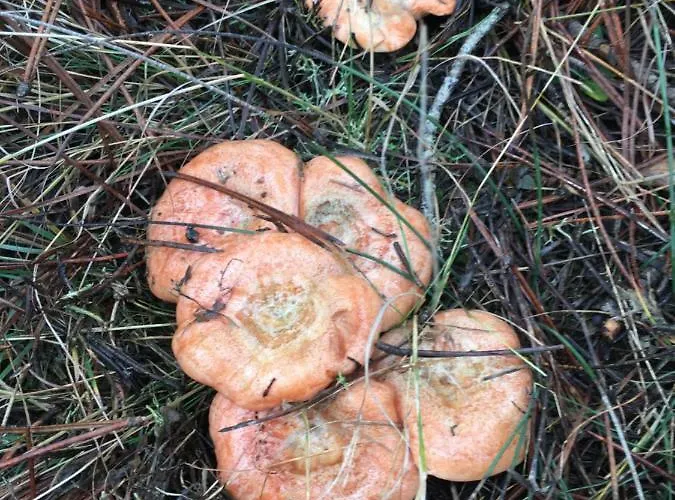 Casa-apartamento Madera Y Sol 컨트리하우스 *