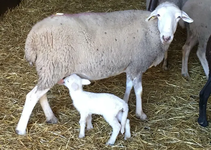Casa-apartamento Madera Y Sol *